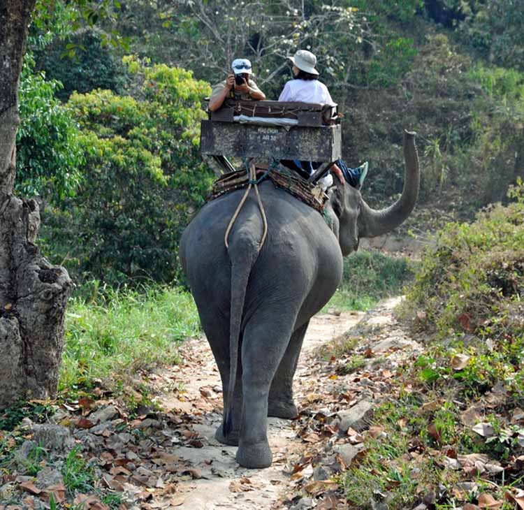Couple take a ride on an elephant