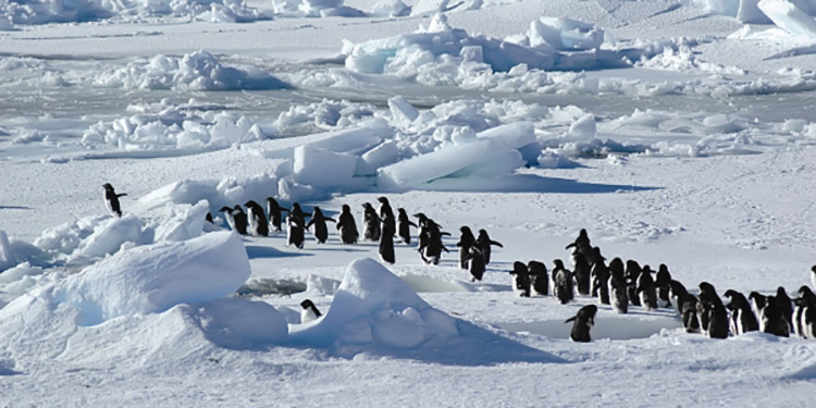 Wildlife in Antarctica - Penguins