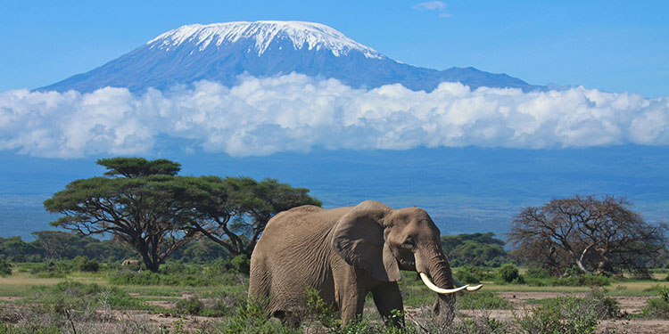 Elephant walking through Kenya