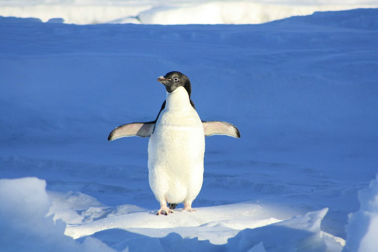 Penguin walking alone in the Arctic