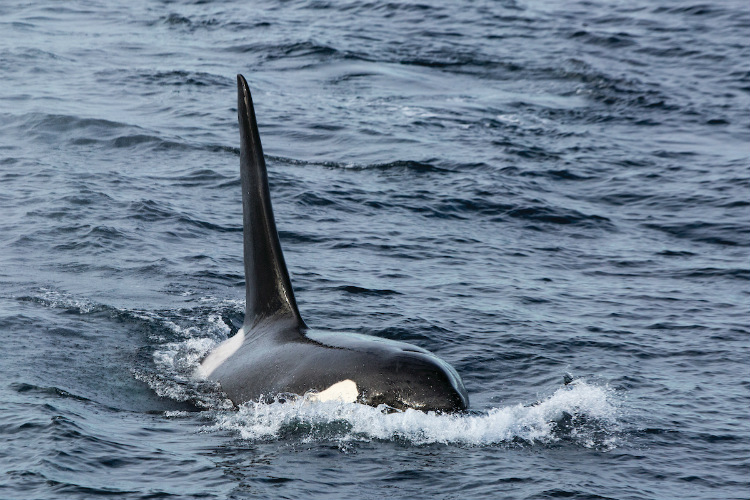 A male orca swimming through the water off Alaska during a Silversea cruise