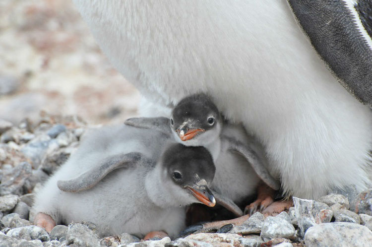 Wildlife in Antarctica - Baby penguins spotted during a Silversea expedition cruise