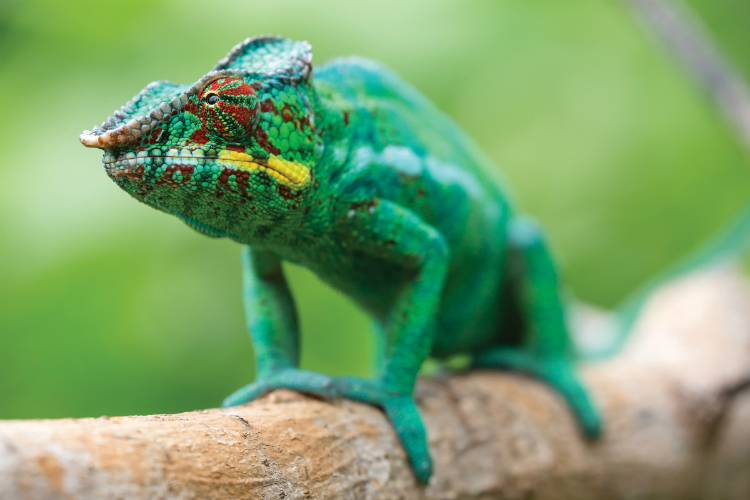 A bright green chameleon standing on a tree branch in Madagascar
