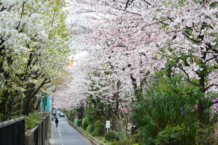 Cherry blossoms - Japan