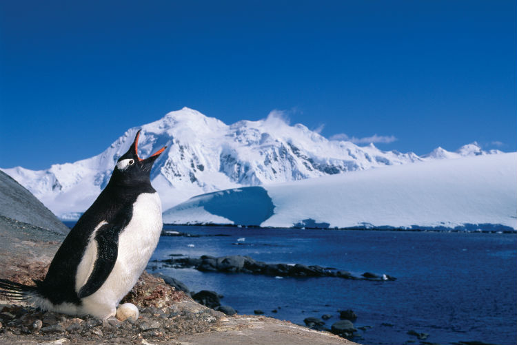 Penguin in the Antarctic - Silversea