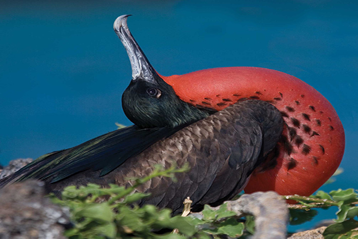 Magnificent frigate bird with red chin sack