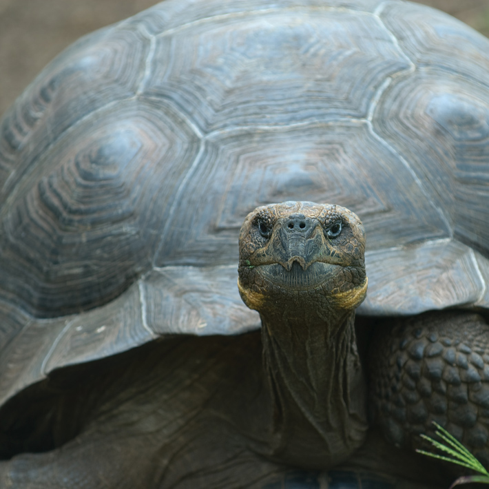 Close-up of Galapagos giant tortoise
