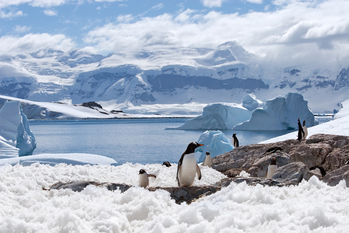 Penguins standing on ice in Antarctica