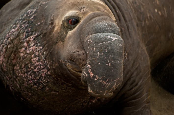 Close-up of a male elephant seal