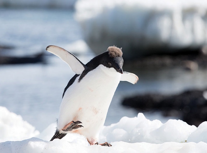 Young Adelie penguin hopping across the ice during an Antarctica cruise