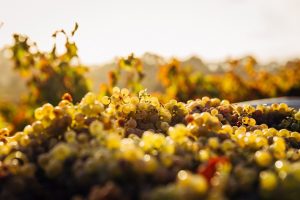 Piles of grapes in an Australian vineyard