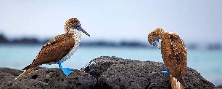 Blue-footed booby birds standing on rocks in front of the sea