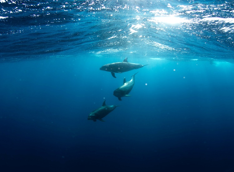 A trio of dolphins swimming through the Caribbean sea