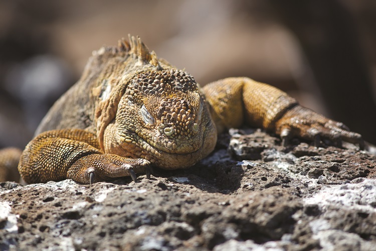 Iguana sleeping on rock in the Galapagos islands