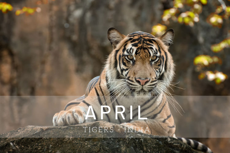 Cruises in April - Tigers in India