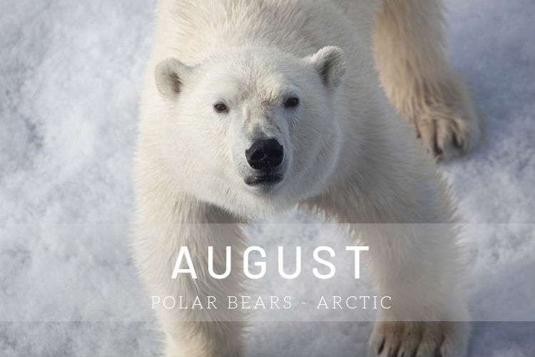 Cruises in August - Polar bears in the Arctic