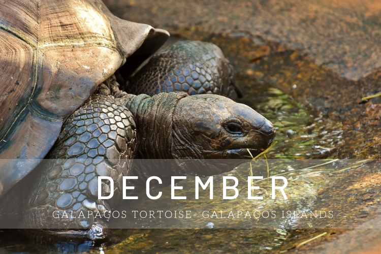 Cruises in December - Tortoise in Galapagos