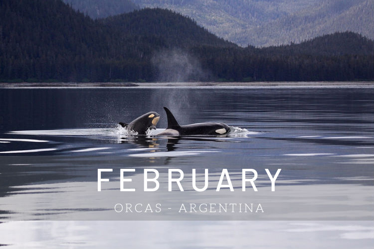 Cruises in February - Orca in Argentina