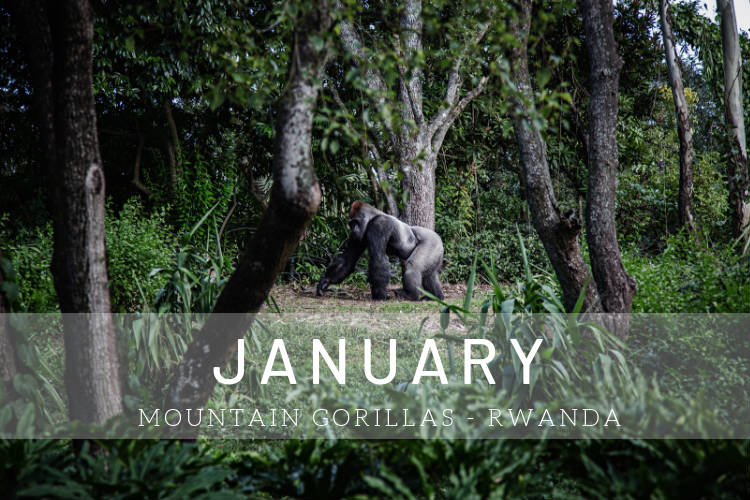 Cruise in January - Gorilla in Rwanda, Africa
