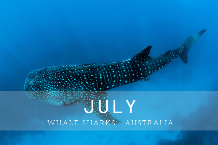 Cruises in July - Whale sharks in Australia