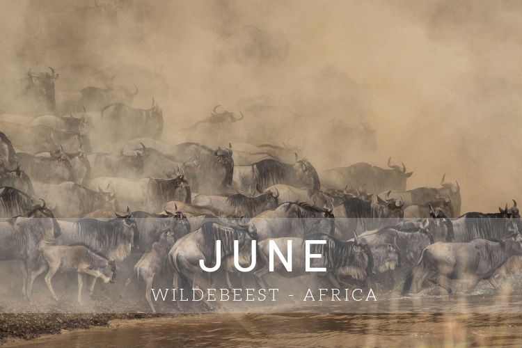 Cruises in June - Wildebeest in Africa