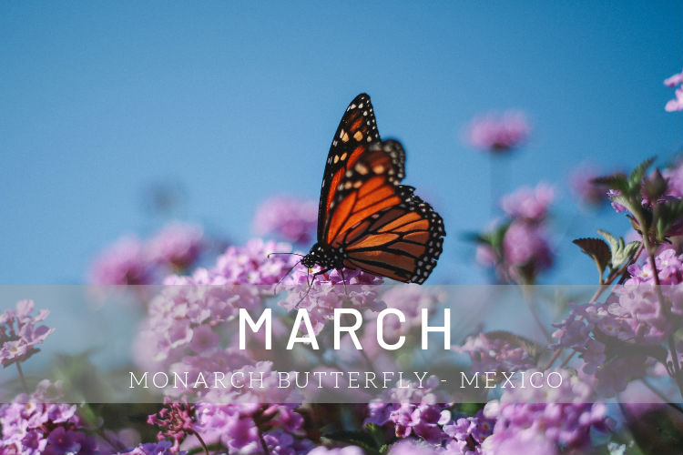 Cruises in March - Monarch butterfly in Mexico