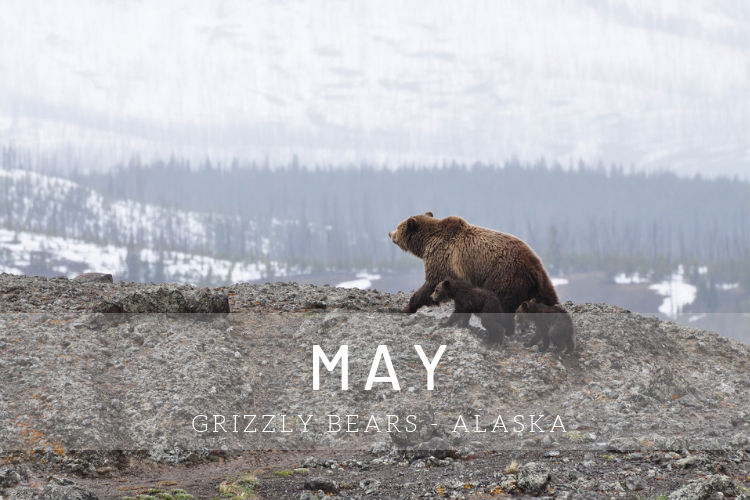 Cruises in May - Bears in Alaska