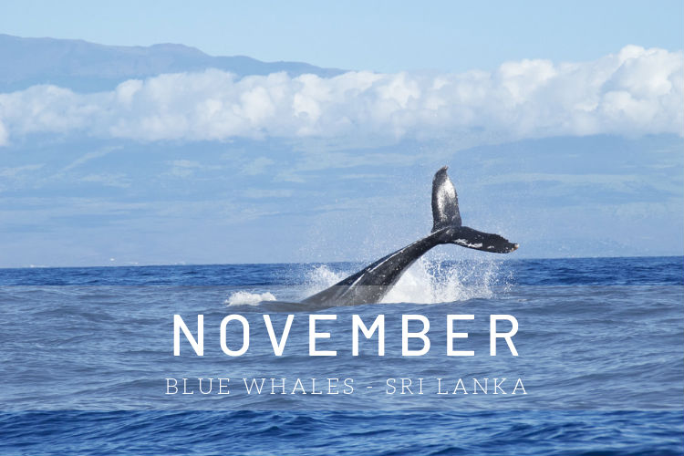 Cruises in November - Blue whale in Sri Lanka