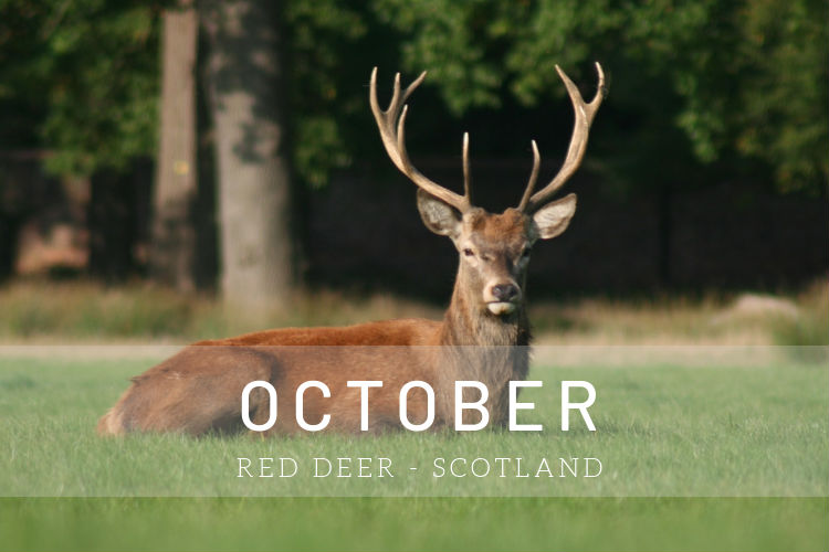Cruises in October - Red deer in Scotland
