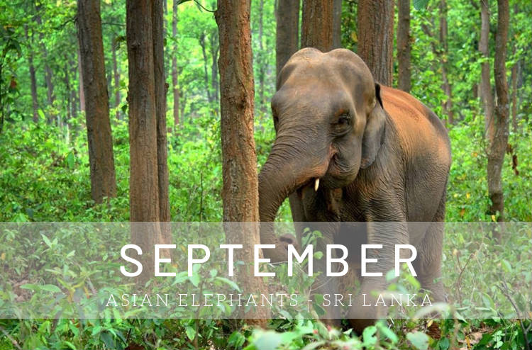 Cruises in September - Elephants in Sri Lanka