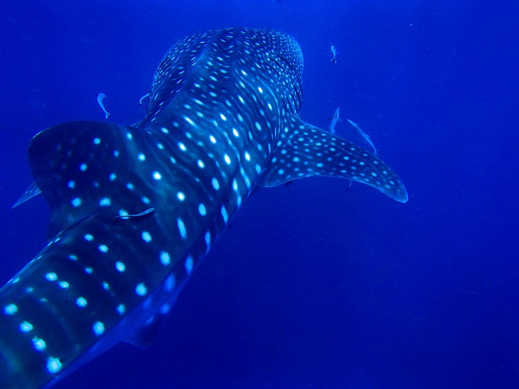 A whale shark swimming through the Indian Ocean as cleaner fish attach themselves to it