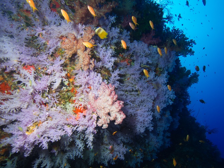 White coral and bright yellow fish at the Great White Wall in the South Pacific