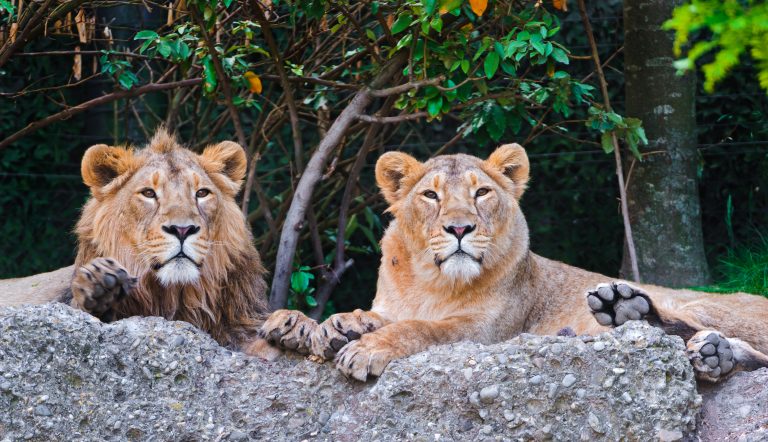 Pair of resting Asiatic lions in India