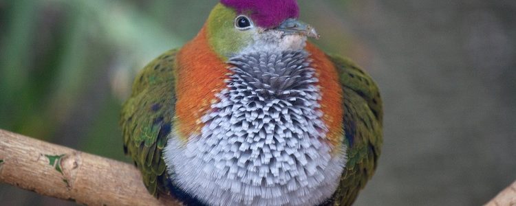 A stunning purple-crowned dove sitting on a twig and showing off its purple, green and orange colours