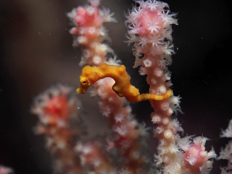 A yellow Denise's pygmy seahorse holding onto a pale pink piece of coral with its tail