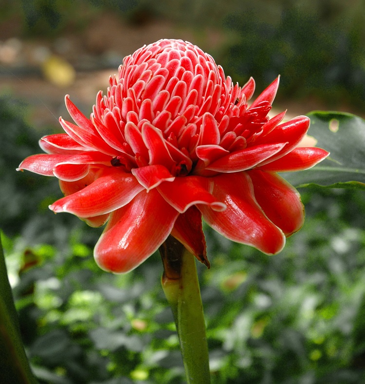 A bright red teuila, or red torch ginger, flower in a garden in the South Pacific