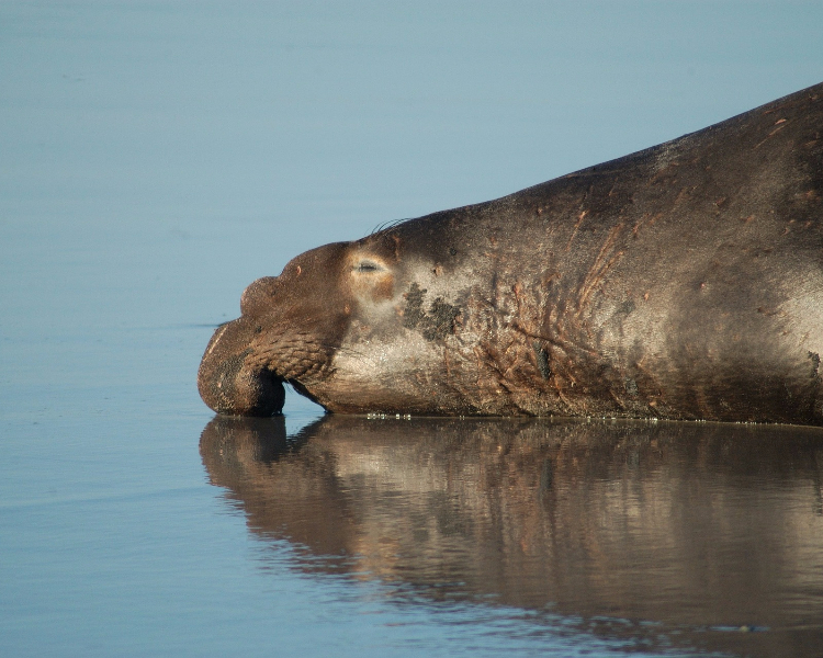 Antarctica's wildlife - the elephant seal