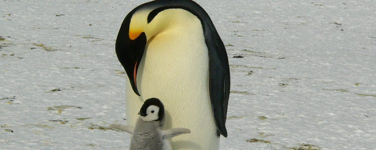 Antarctica's wildlife - the Emperor penguin
