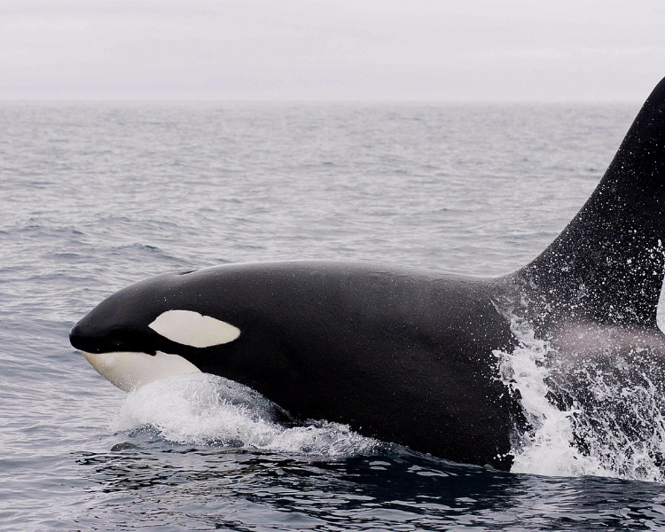 Antarctica's wildlife - orca