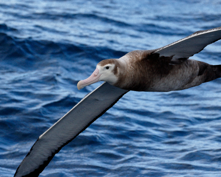 Antarctica's big five - the wandering albatross