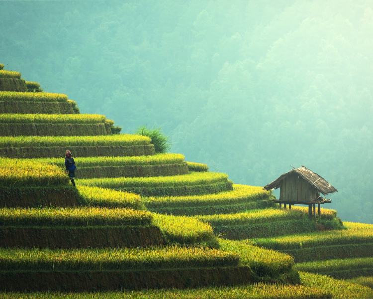 Picturesque rice fields in Asia