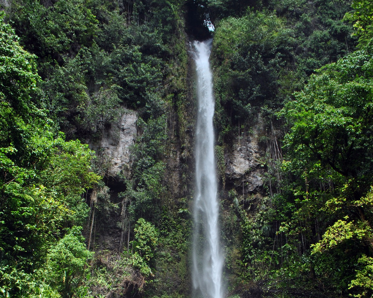 A waterfall cascading down a cliff in a rainforest in Dominica