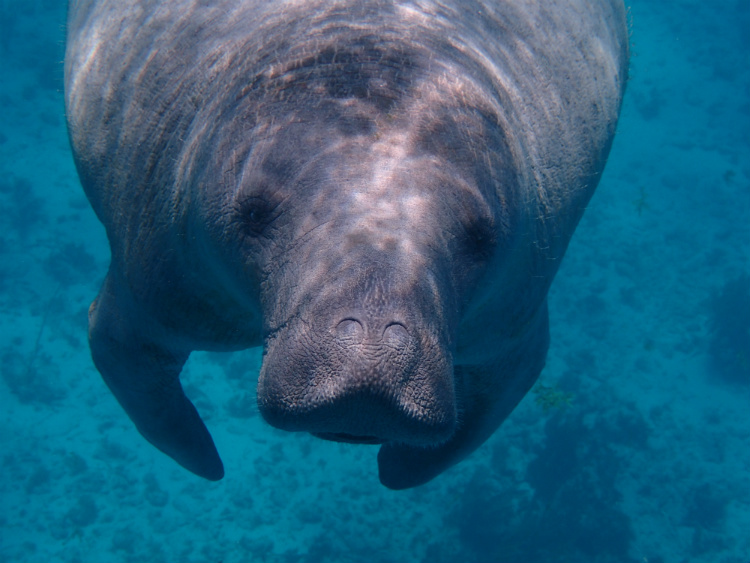 A manatee swimming through the waters of Florida