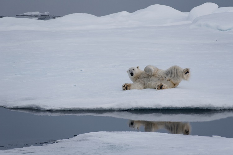 A polar bear rolling around in the snow during an Arctic expedition