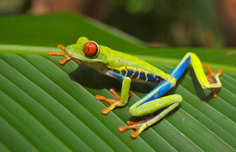 A bright green, red and blue tree frog in the Central American rainforest