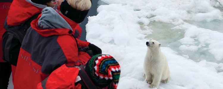 Silversea Expedition - Polar bear