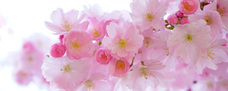 Japanese Cherry Blossom season