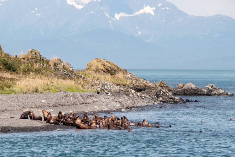 Sea lions in Alaska