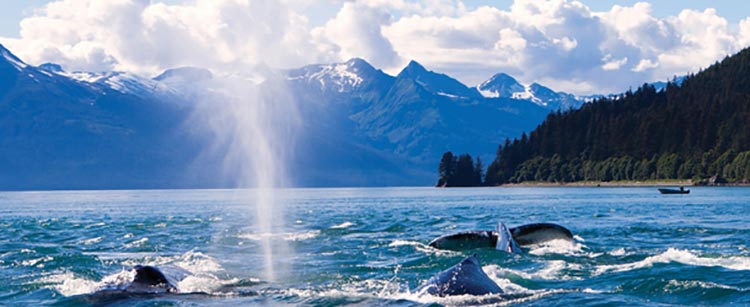Killer whales breaching - Alaska
