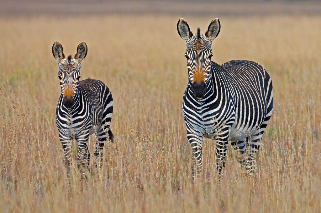 Two zebra standing in the grass in Africa